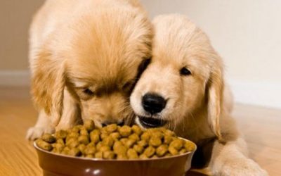PET FOOD PACKAGING AND HOW THEY’RE ENABLED BY THE RIGHT BLADES